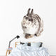 Female Dwarf Rabbit with Wall Decal