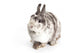 Female Dwarf Rabbit with Wall Decal
