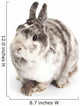 Female Dwarf Rabbit with Wall Decal