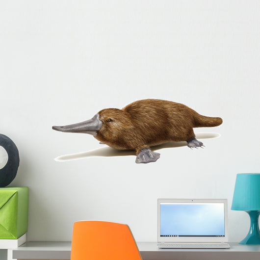 Platypus duck-billed animal. 
