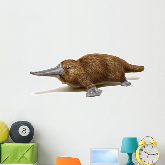 Platypus duck-billed animal. 
