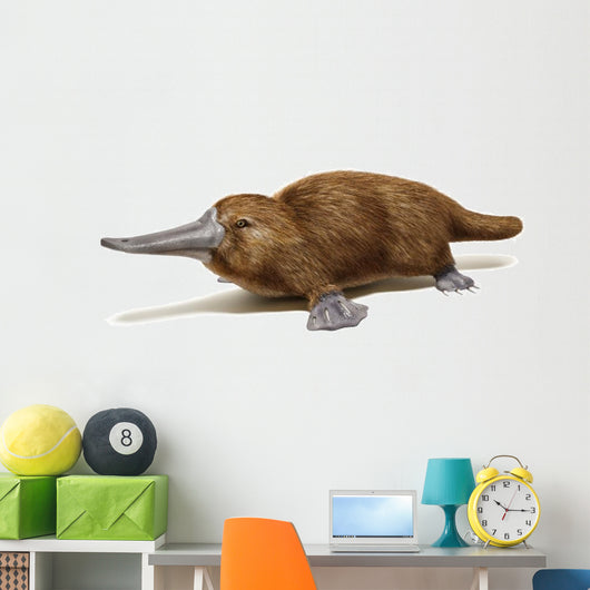 Platypus duck-billed animal. 