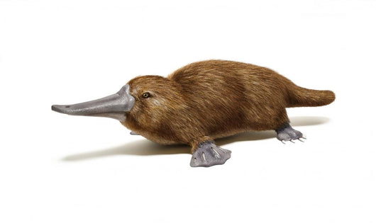 Platypus duck-billed animal. 
