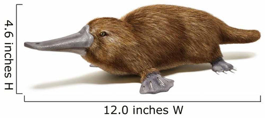 Platypus duck-billed animal. 