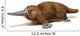 Platypus duck-billed animal. 