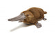 Platypus duck-billed animal. 