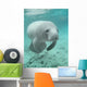 Manatee sea cow cristal river florida Wall Mural