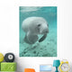 Manatee sea cow cristal river florida Wall Mural