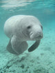 Manatee sea cow cristal river florida Wall Mural