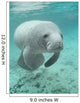 Manatee sea cow cristal river florida Wall Mural
