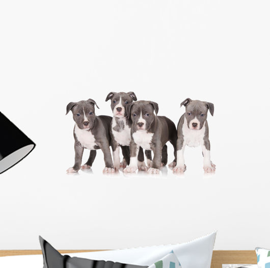 four american staffordshire terrier puppies 