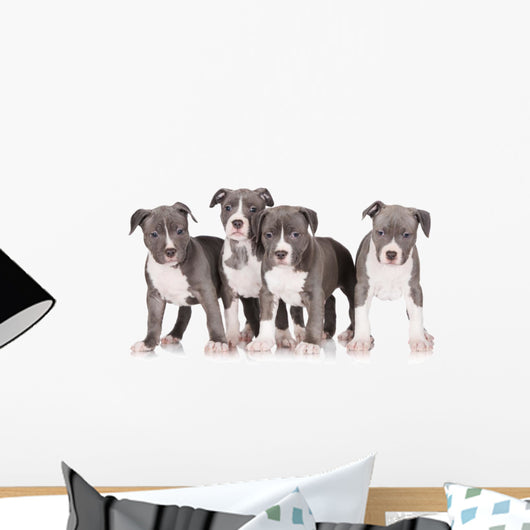 four american staffordshire terrier puppies 