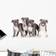 four american staffordshire terrier puppies 