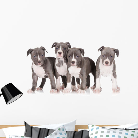 four american staffordshire terrier puppies 