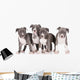 four american staffordshire terrier puppies 