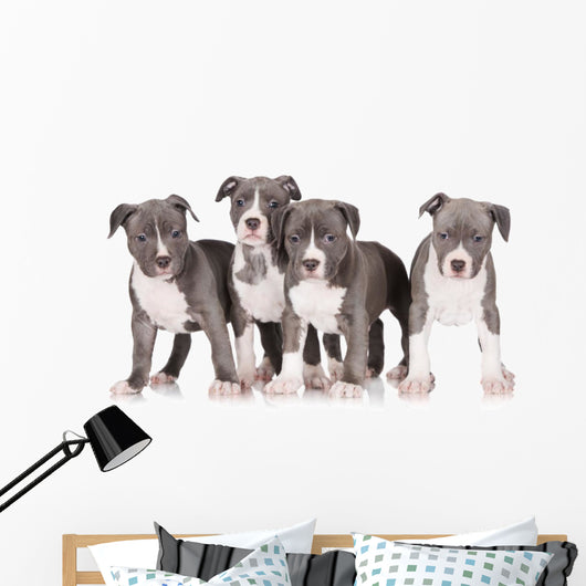 four american staffordshire terrier puppies 