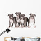 four american staffordshire terrier puppies 