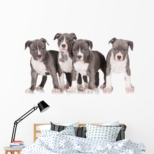 four american staffordshire terrier puppies 