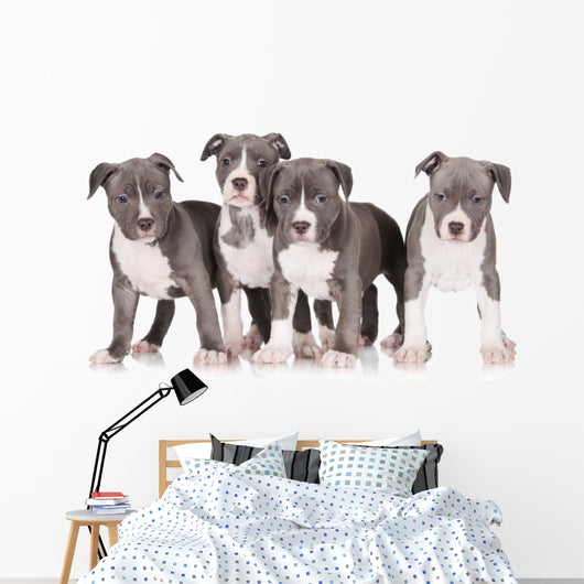 four american staffordshire terrier puppies 