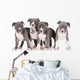 four american staffordshire terrier puppies 
