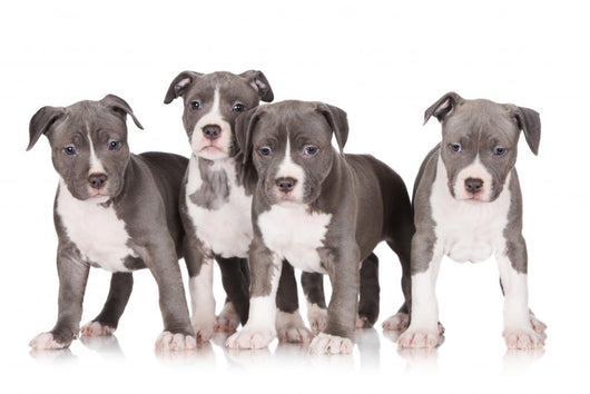 four american staffordshire terrier puppies 