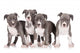 four american staffordshire terrier puppies 