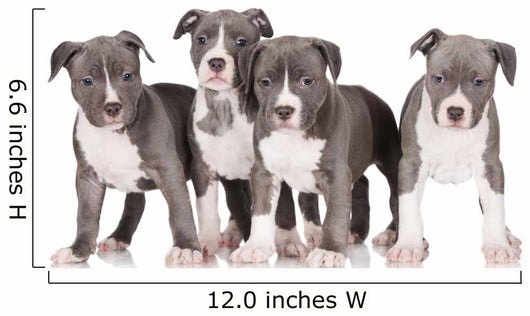 four american staffordshire terrier puppies 