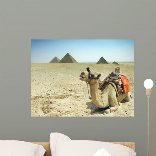 Camel With Pyramids Wall Mural