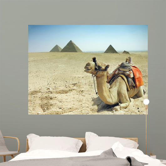 Camel With Pyramids Wall Mural