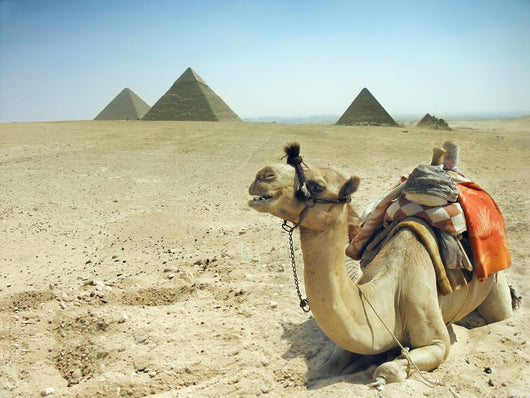 Camel With Pyramids Wall Mural