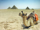 Camel With Pyramids Wall Mural