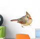 Female Cardinal 