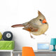 Female Cardinal 