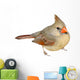 Female Cardinal 