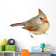 Female Cardinal 