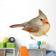 Female Cardinal 