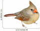 Female Cardinal 