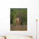 One Of the Largest Kudus Ever Recorded Wall Mural