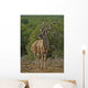 One Of the Largest Kudus Ever Recorded Wall Mural