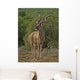 One Of the Largest Kudus Ever Recorded Wall Mural