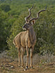 One Of the Largest Kudus Ever Recorded Wall Mural