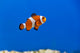 Clown Fish Wall Decal