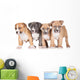 Four Puppies Wall Mural