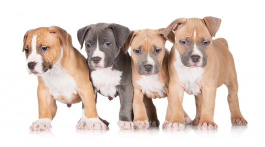 Four Puppies Wall Mural