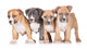 Four Puppies Wall Mural