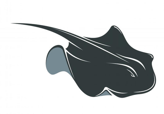 Swimming Manta Ray 