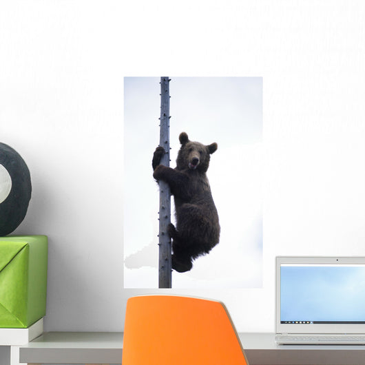 BraunbÃ¤r Wall Mural