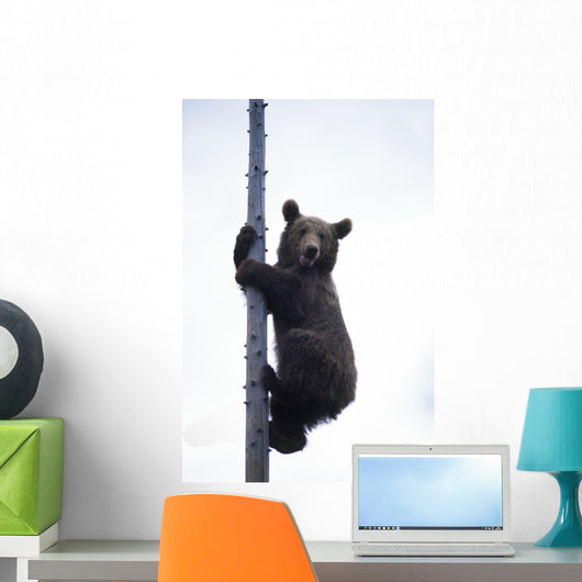 BraunbÃ¤r Wall Mural