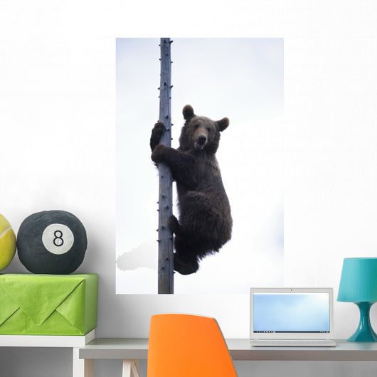 BraunbÃ¤r Wall Mural