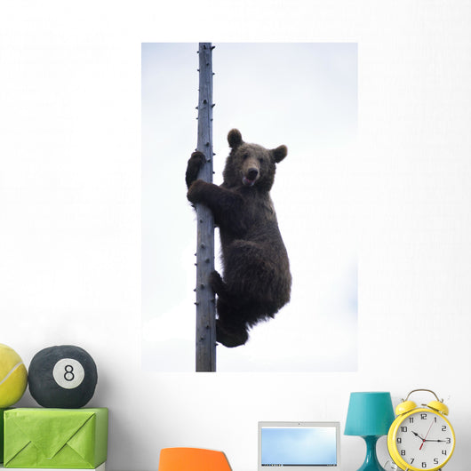 BraunbÃ¤r Wall Mural